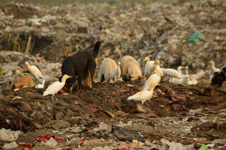 Big garbage land. Land and air pollution.のeditorial素材