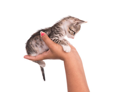 Small kitten in human hand on white background
