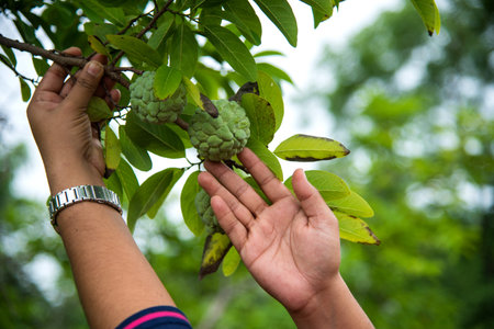 Young girl examine or observing at field of Custard apples or Sugar apples growing on a tree.の写真素材