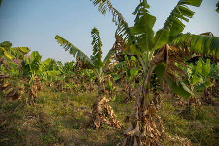 Banana plantation. Banana Farm. Young banana plants in rural farm.の写真素材