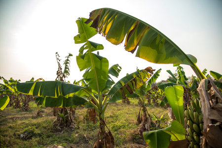 Banana plantation. Banana Farm. Young banana plants in rural farm.の写真素材