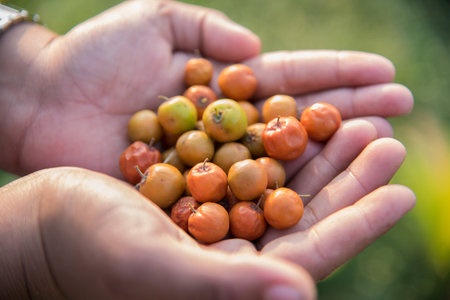 Indian Jujube or ber or berry (Ziziphus mauritiana) in hand at field