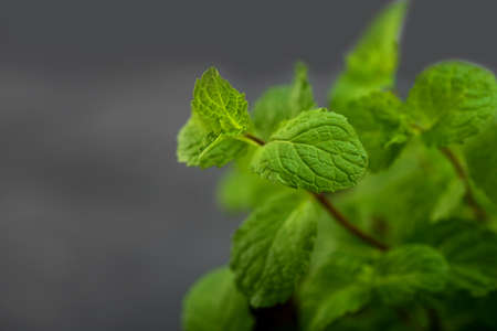 Close up of Fresh mint leaves on a stone texture backgroundの写真素材