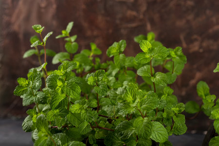 Close up of Fresh mint leaves on a stone texture background