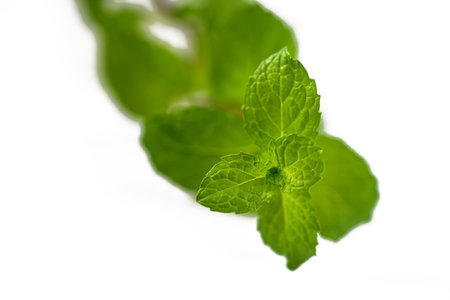 Fresh mint leaves isolated on white backgroundの写真素材