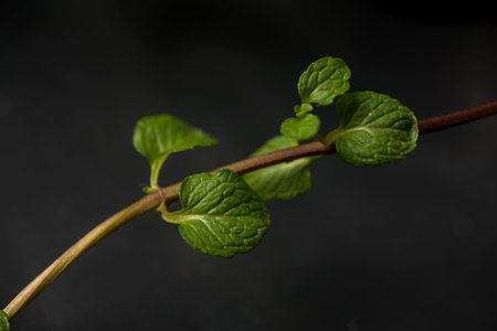 Close up of Fresh mint leaves on a stone texture background