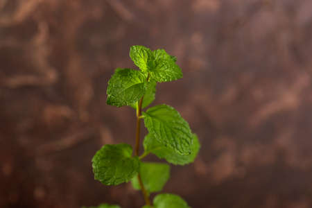 Close up of Fresh mint leaves on a stone texture backgroundの写真素材