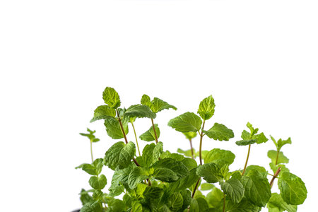 Fresh mint leaves isolated on white background