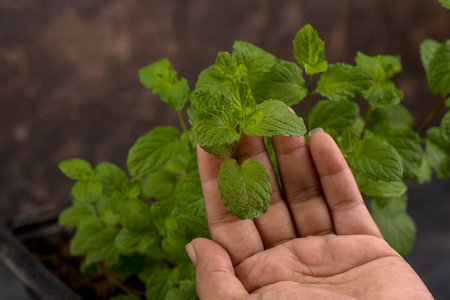 Hand holding fresh mint leaves isolated on stone textured background