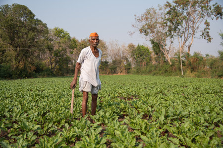 AMRAVATI, MAHARASHTRA, INDIA - 2 JANUARY 2018 : Unidentified farmer working in beetroot field, An Indian rural farming scene.のeditorial素材