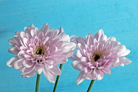 Two pink Chrysanthemums on a blue background, selective focus.の写真素材
