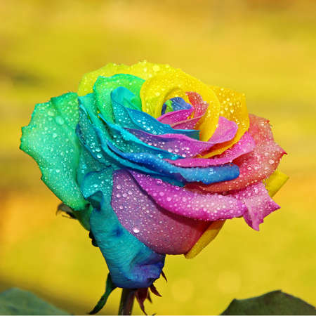 A wet Rainbow Rose with selecive focus.の写真素材