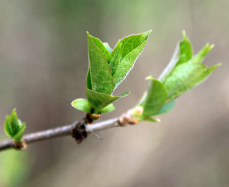 New leaves on a twig in Spring season, selective focus.の写真素材
