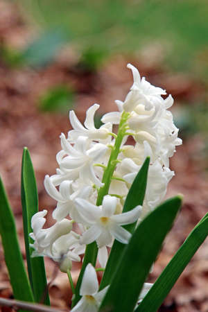 A white Hyacinth in spring.の写真素材