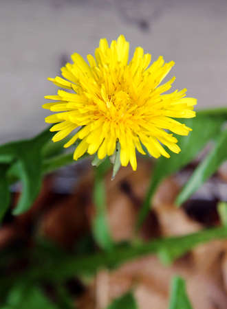 A yellow Dandelion weed flower, selective focus.の写真素材