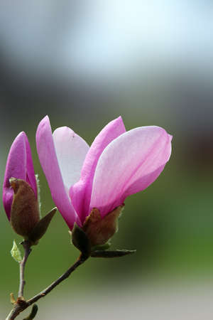 A closeup of a Magnolia flower and a bud on green background, selective focus.の写真素材