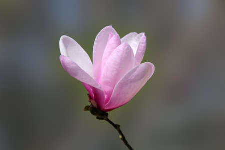 A closeup of a Magnolia flower on green background, selective focus.の写真素材
