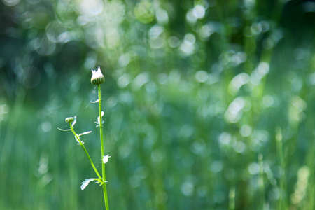 A background with a daisy bud with shallow depth of field.の写真素材