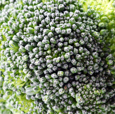 A close up of a Broccoli floret filling the frame as a background