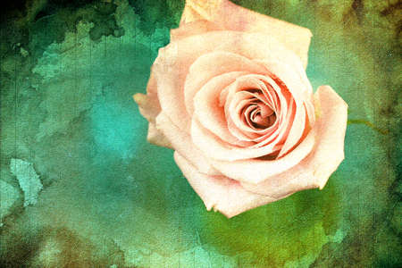 A pink wet Rose on a blue background with copy space, selective focus.の写真素材