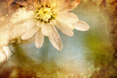 White Chrysanthemumsの写真素材