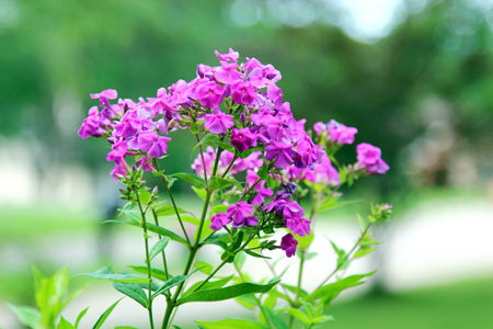 A bunch of pink Phlox flowers