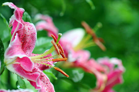 A coseup of wet pink Tiger lilies with copy spaceの写真素材