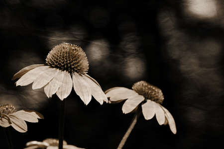 A close up of wet maroon Echinacea flowers with copy space, selective focus.の写真素材