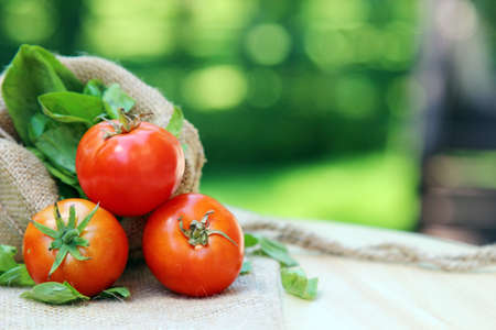 Three Cherry tomatoes on a burlap cloth with basil leaves and shallow depth of field, copy spaceの写真素材