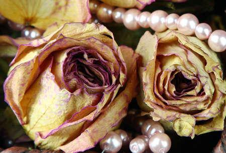 Dried rose flowers with pink pearl necklace , selective focus.の写真素材