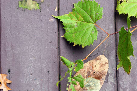 Grapes leaves on a wooden background with copy space, selective focus.の写真素材