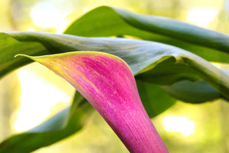 Close up of a pink Calla Lilly flower, selective focus.の写真素材