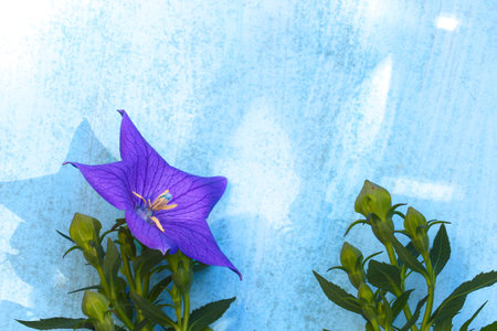 Balloon flower on a wooden blue background with copy spaceの写真素材