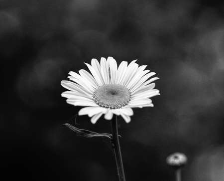 Daisy flowers in the summer season, selective focusの写真素材