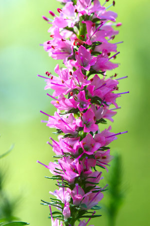 A close up of Spikes of pink Veronica flowers, selective focusの写真素材