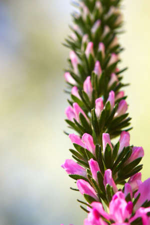 A close up of Spikes of pink Veronica flowers, selective focusの写真素材