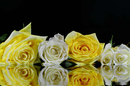 A close up of a yellow Rose flowers with water dropsの写真素材