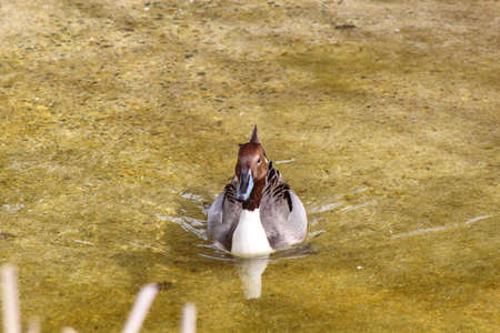 A Duck swimming in waterの写真素材
