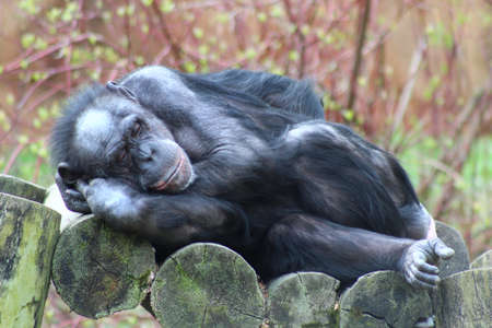 A Chimpanzee resting in the openの写真素材