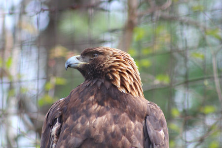 A brown Eagle perching on a treeの写真素材
