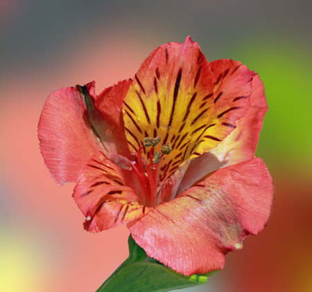 A close up of an orange Alstroemeria flowerの写真素材