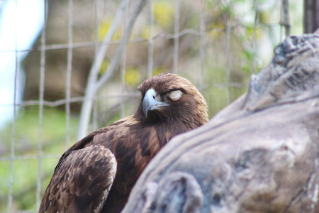 A brown Eagle perching on a tree