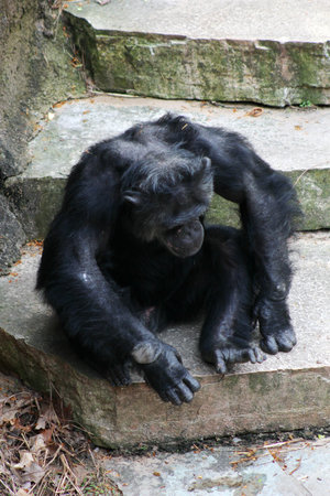 A Chimpanzee resting in the open space