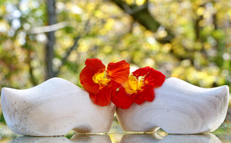 Dutch wooden shoes with nasturtium flowers