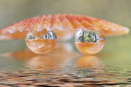Reflective balls with reflection of trees and a sea shellの写真素材
