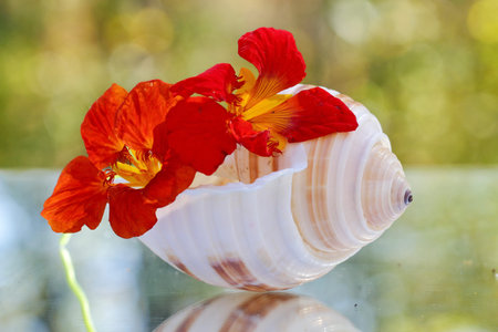 Nasturtium flowers with a sea shellの写真素材