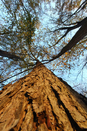 Trees in the woods in Autumn or fall season