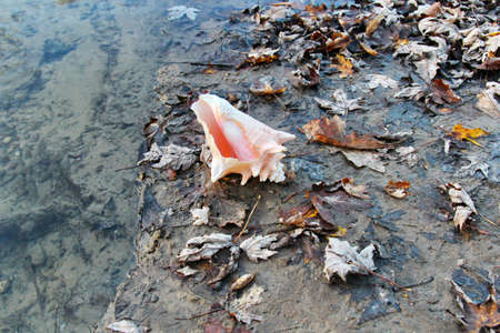 An animal shell or Conch near water on the shores.の写真素材