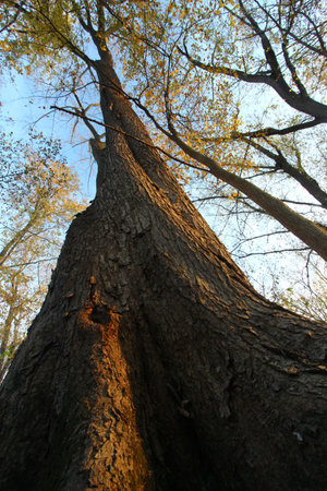 Trees in the woods in Autumn or fall season