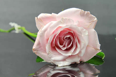 A close up of a pink Rose, selective focus.の写真素材